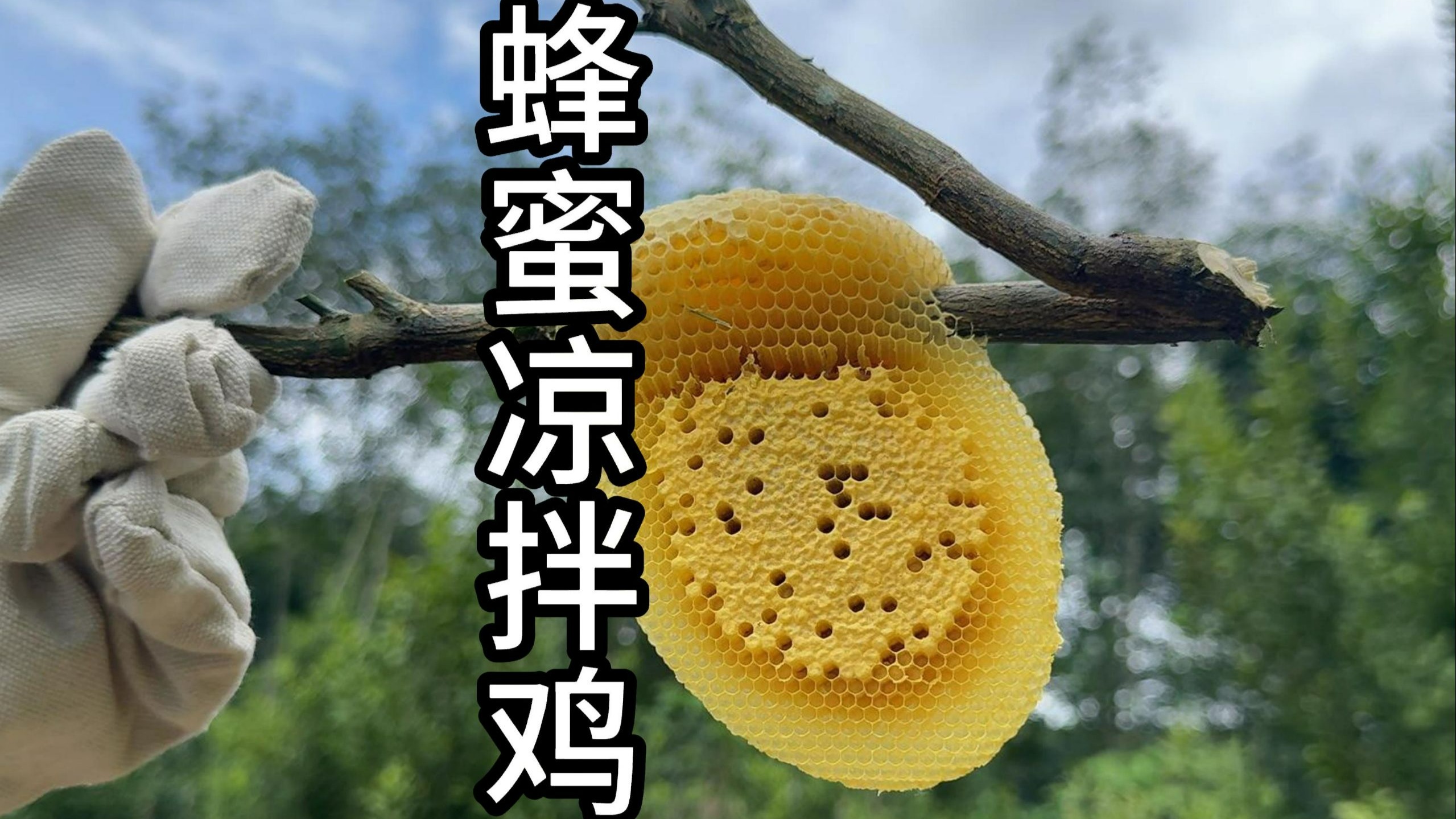 现采蜂蜜凉拌鸡，新鲜的蜂蜜、鲜活的鸡肉，组合在一起就是一道好