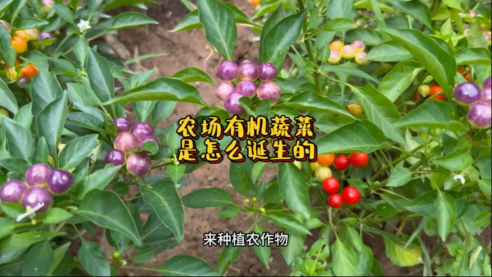 我们的农场开始种植了