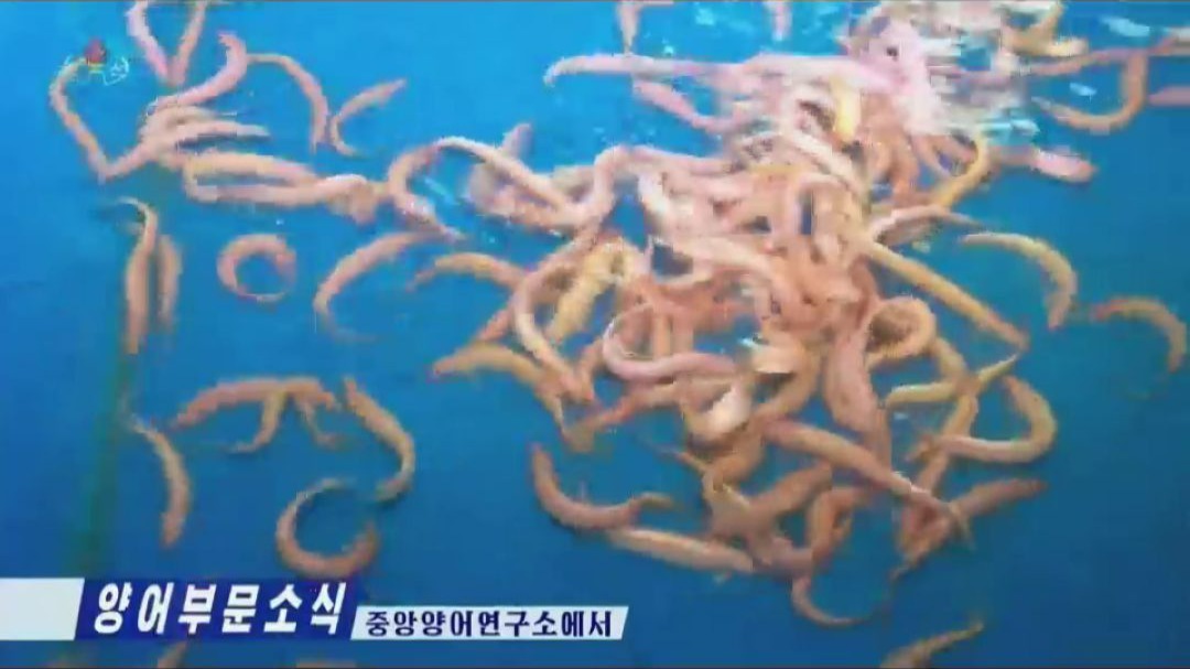 【朝鲜经济】先进的鲇鱼、泥鳅养殖方法