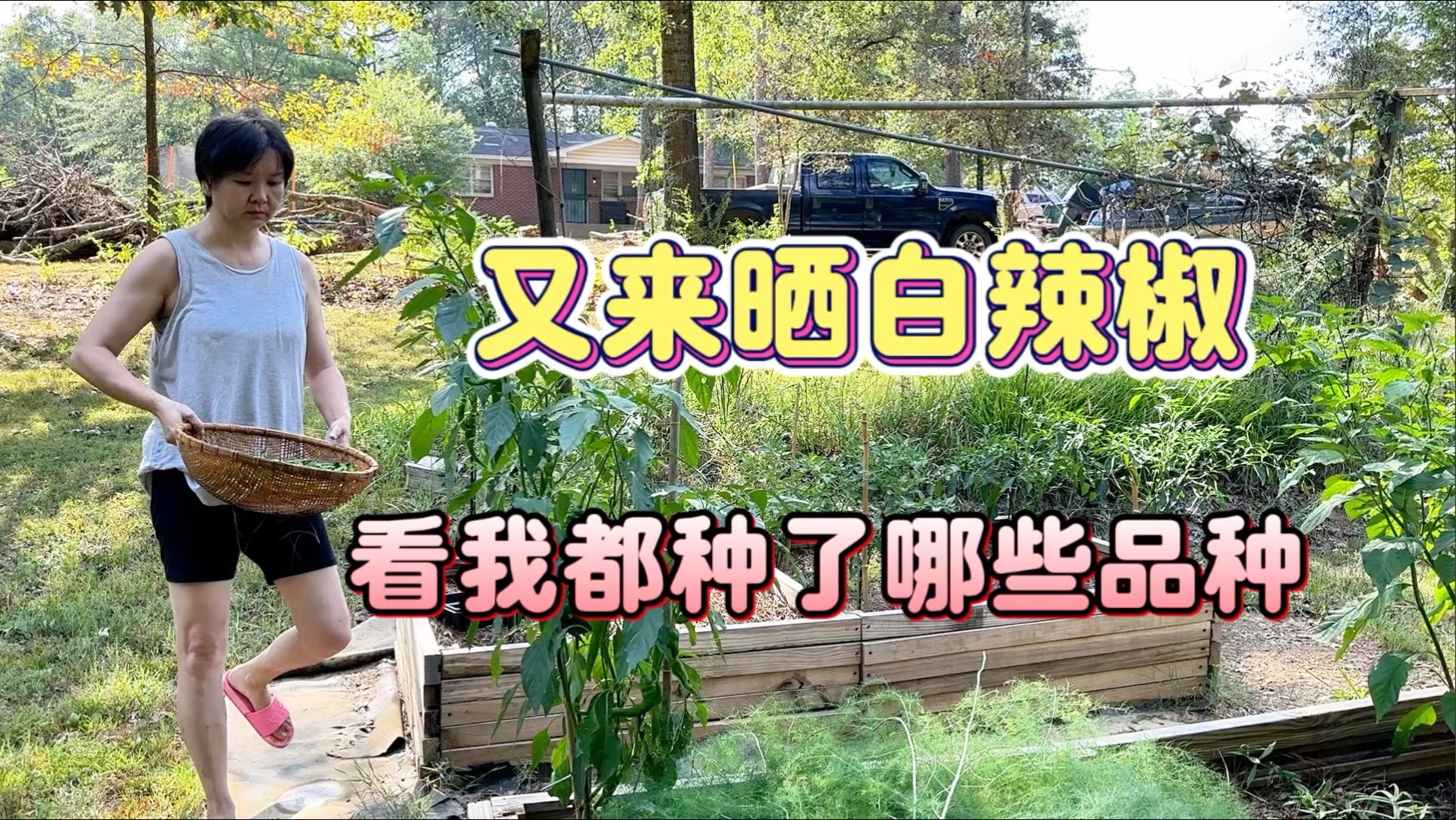 又来晒白辣椒啦，可是天公他不做美