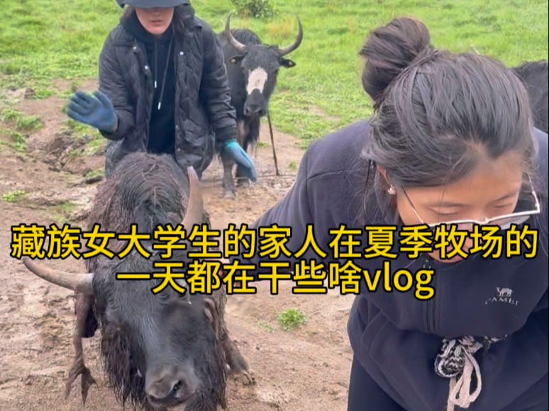 看了今天的视频，你们还憧憬放牛吗？