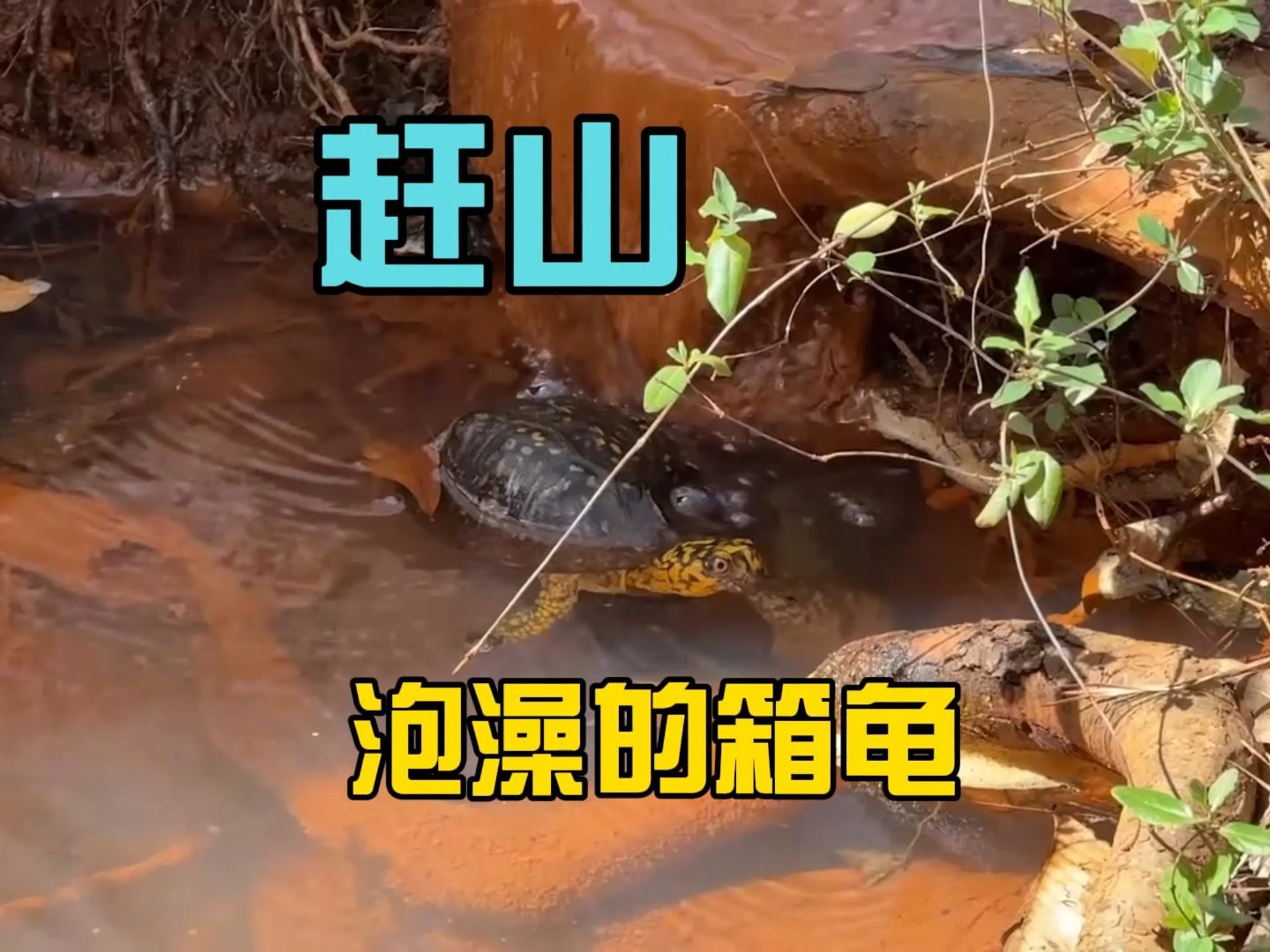 野外找箱龟，鳄龟，麝香龟