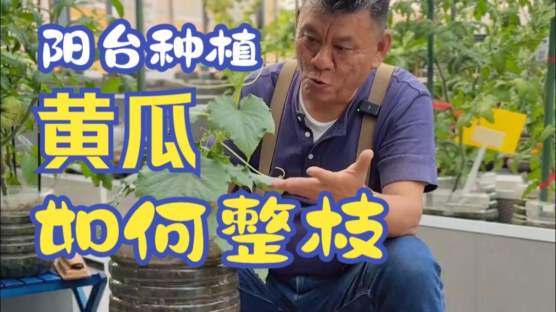 适合家庭种植黄瓜的整枝方法。落蔓整枝法对于空间受限的家庭