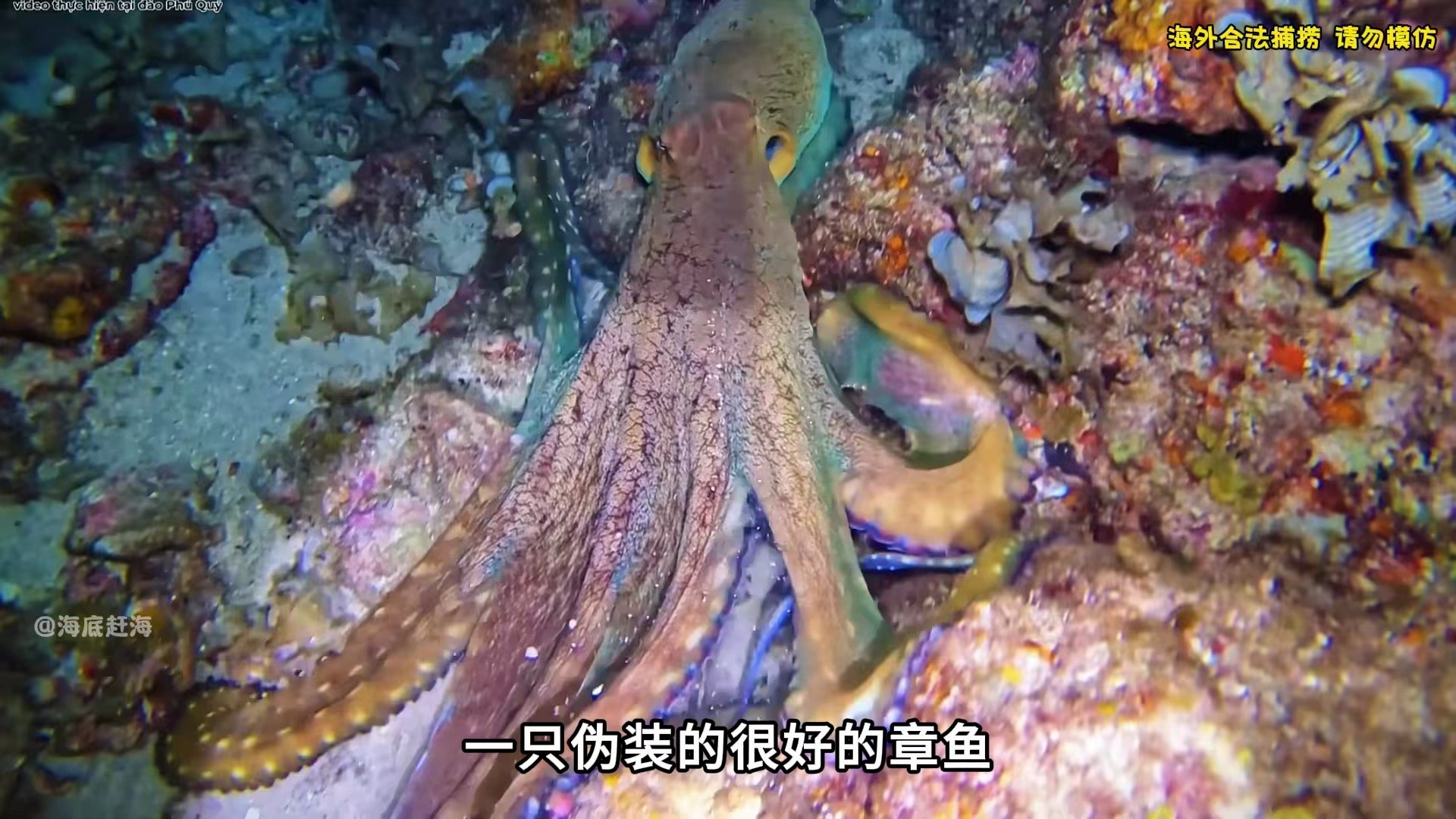赶海21渔民海底赶海都能捞到啥海货