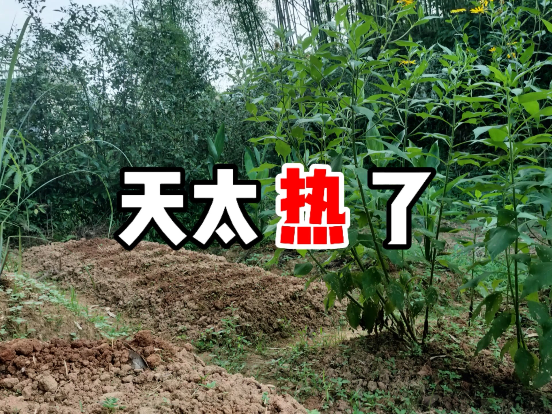 这天也太热了，再不浇水，种的菜都要没了
