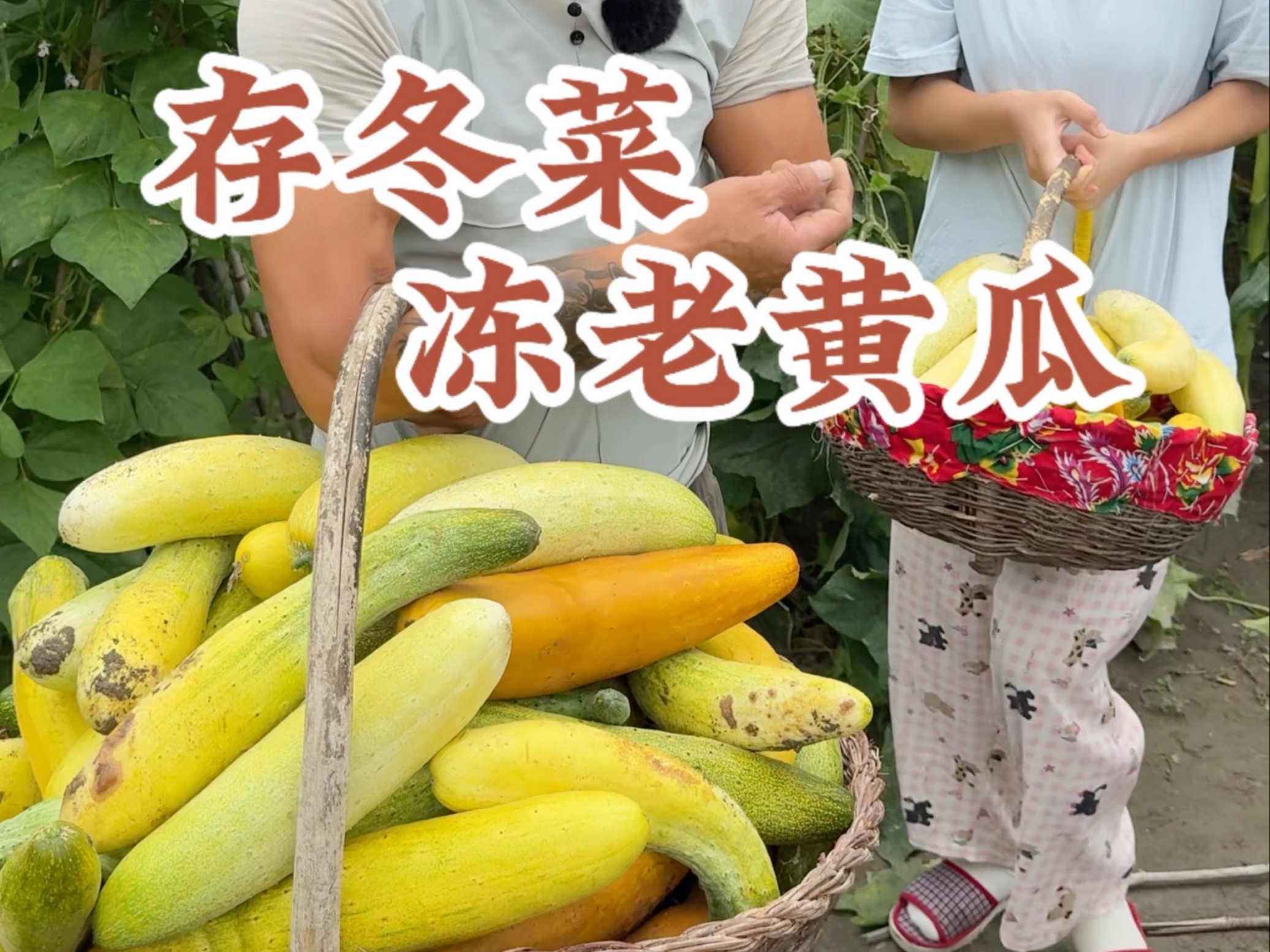 东北一年一度存冬菜，今天冻老黄瓜