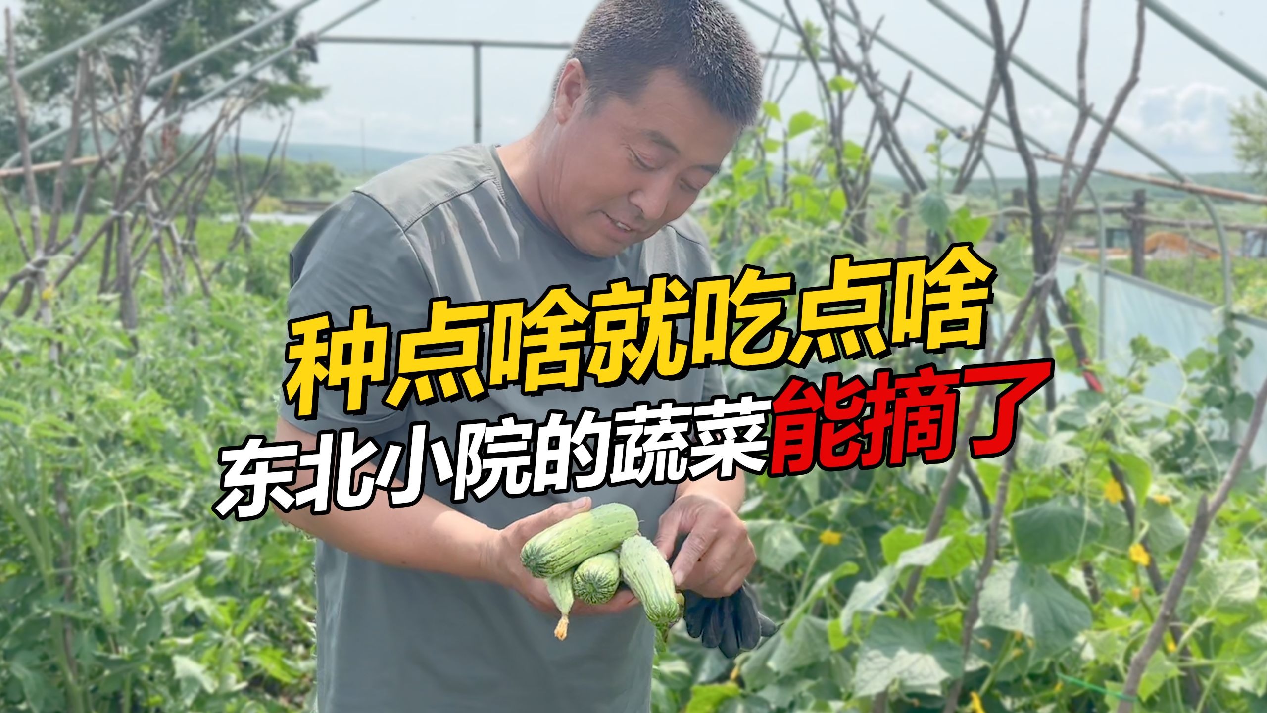 种点啥就吃点啥 东北小院的蔬菜能摘了 营养又健康