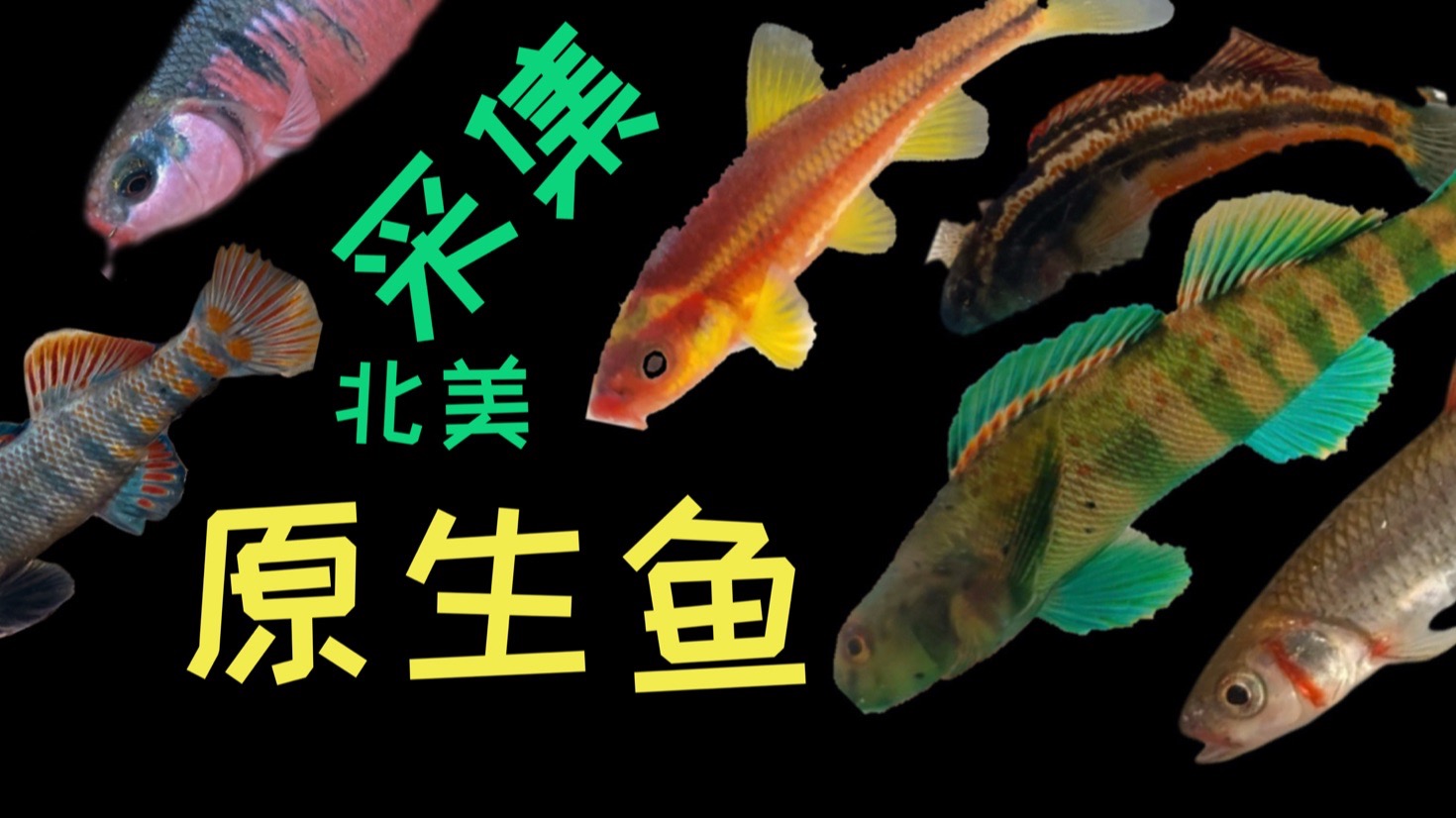 阿巴拉契亚深处有好看的小鱼?
