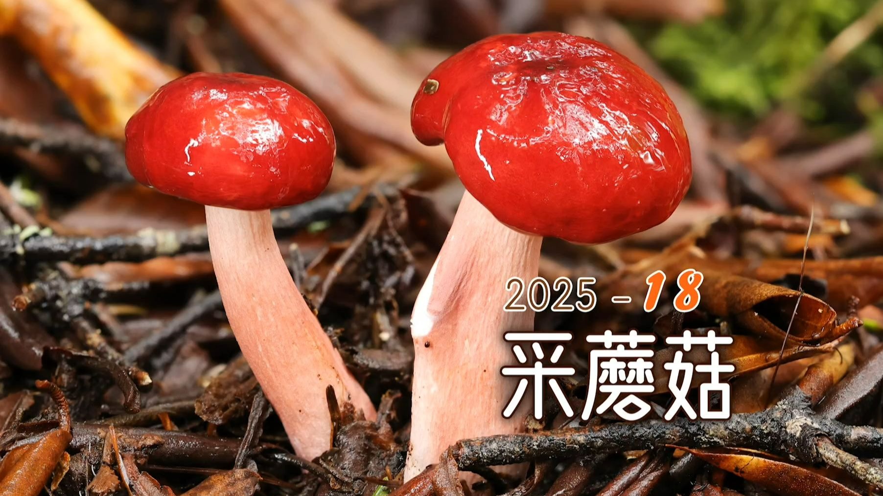 泡泡采蘑菇，可爱的美丽的美味的蘑菇！