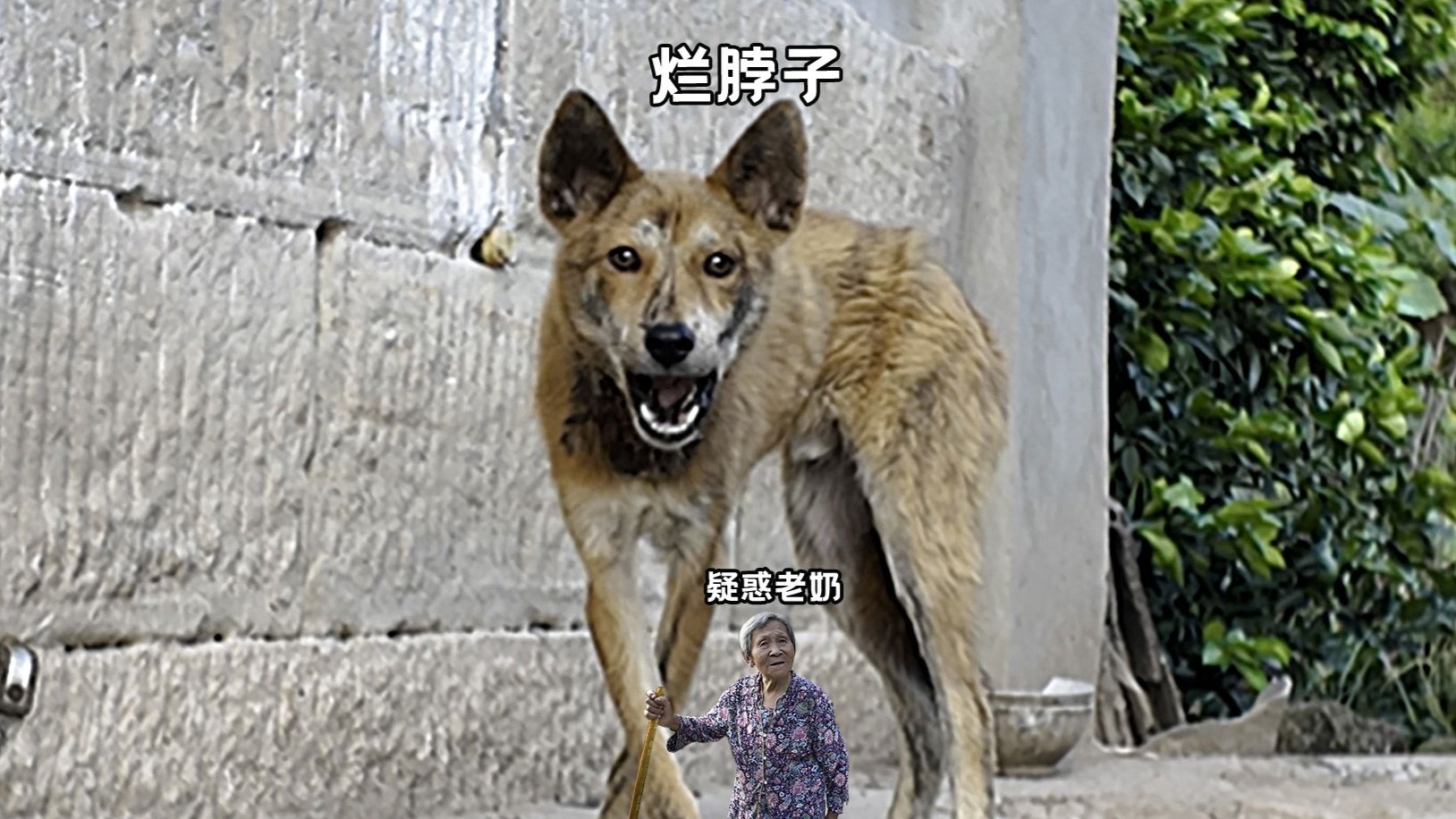 老奶人挺有趣！