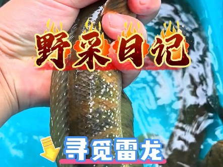 野采七星雷龙，跟着粉丝大哥去他的秘密基地