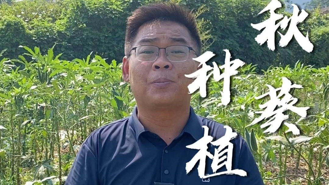 秋葵真的是宝藏蔬菜，种上一颗根本摘不完，耐旱抗热超能扛，还可以