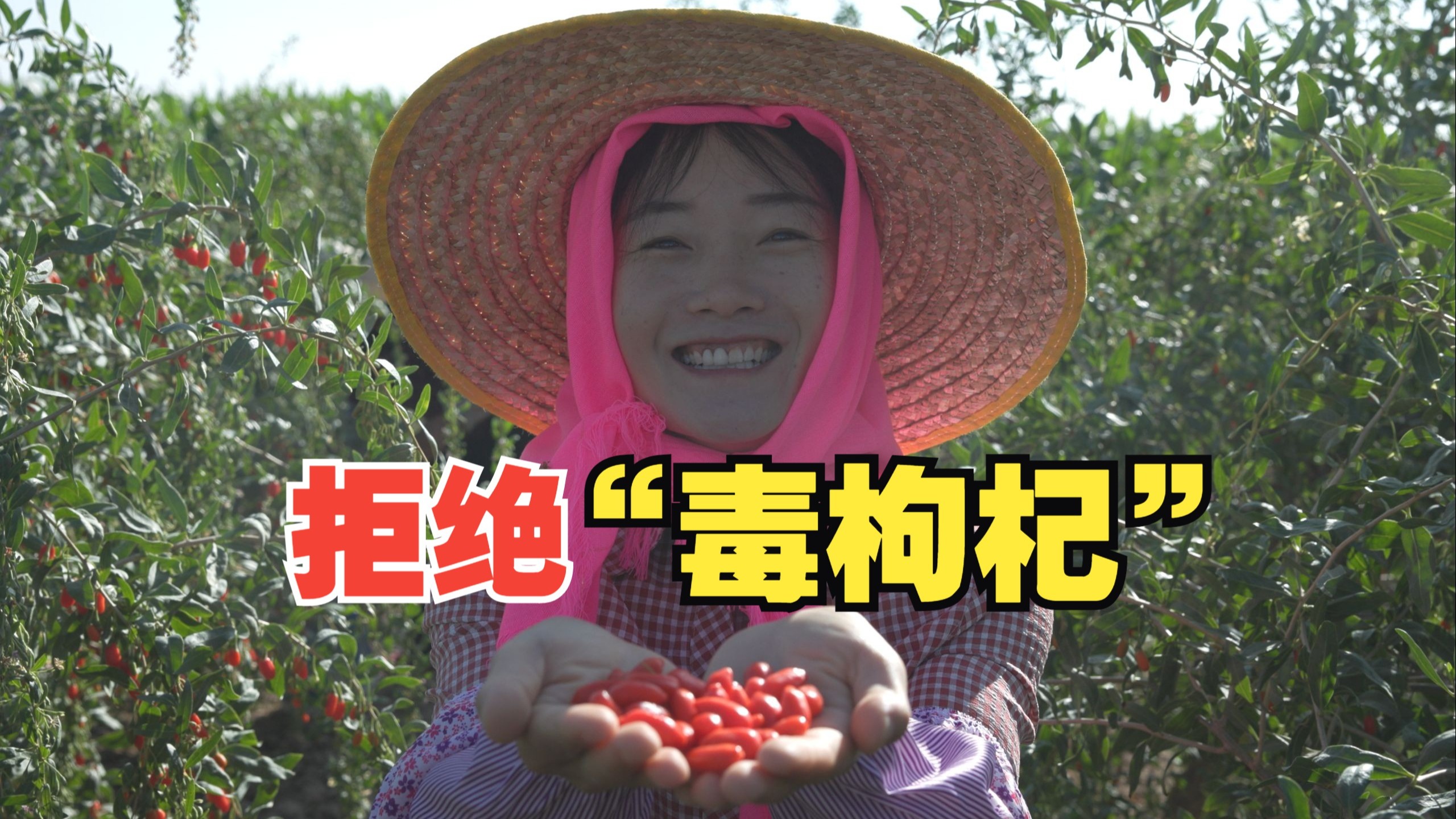 央视曝光"毒枸杞"！两天全部抢光！大家苦等一年的放心枸杞终于又
