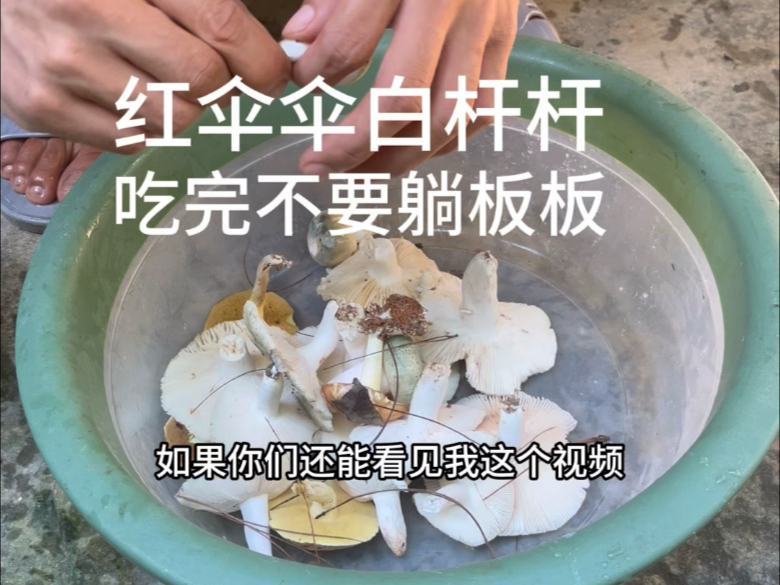 云南的朋友果然没有骗我，这个菌子真的可以吃。