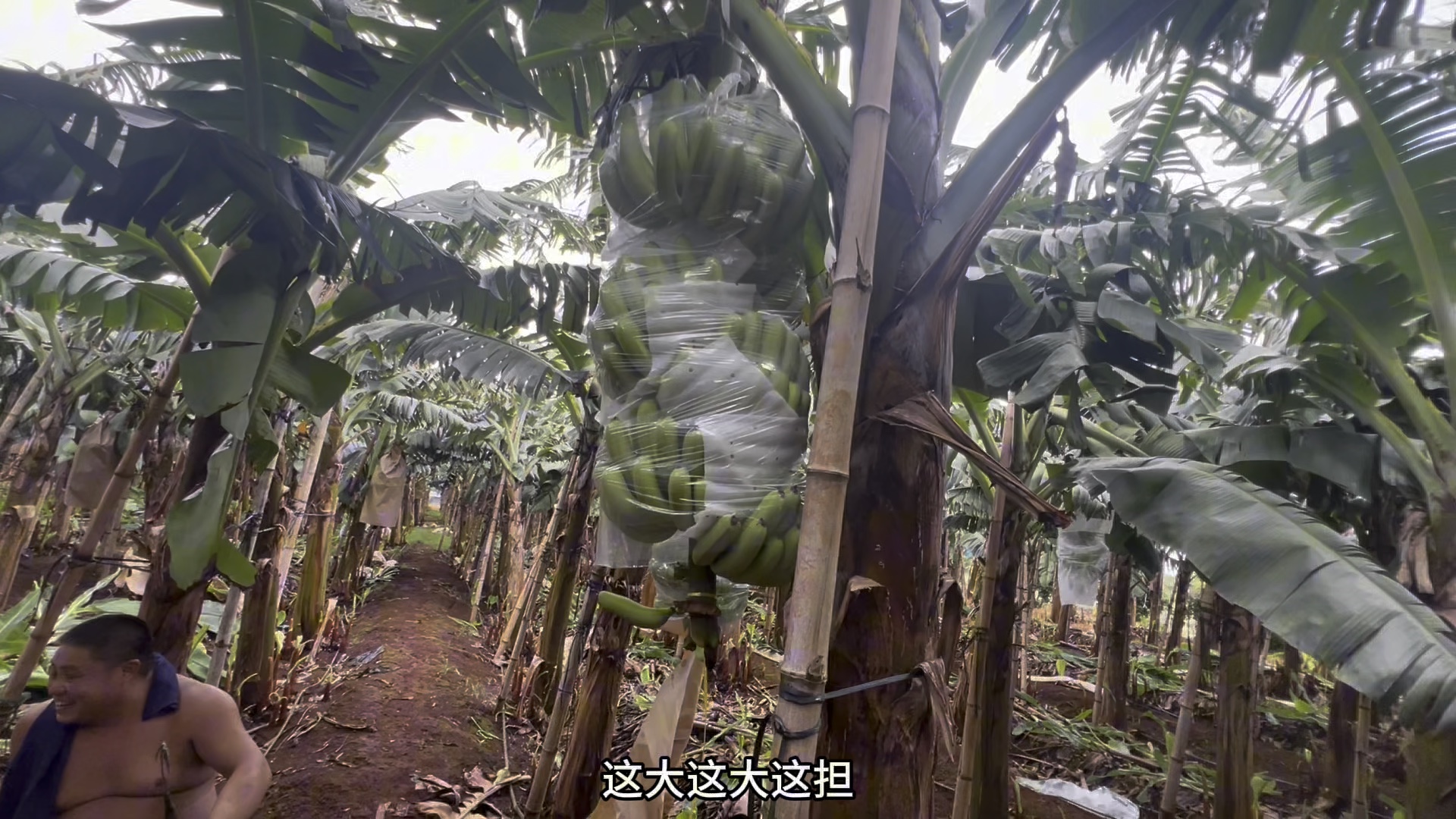 只要我能把香蕉挑离地面，那我就能迈出第一步第二第三步