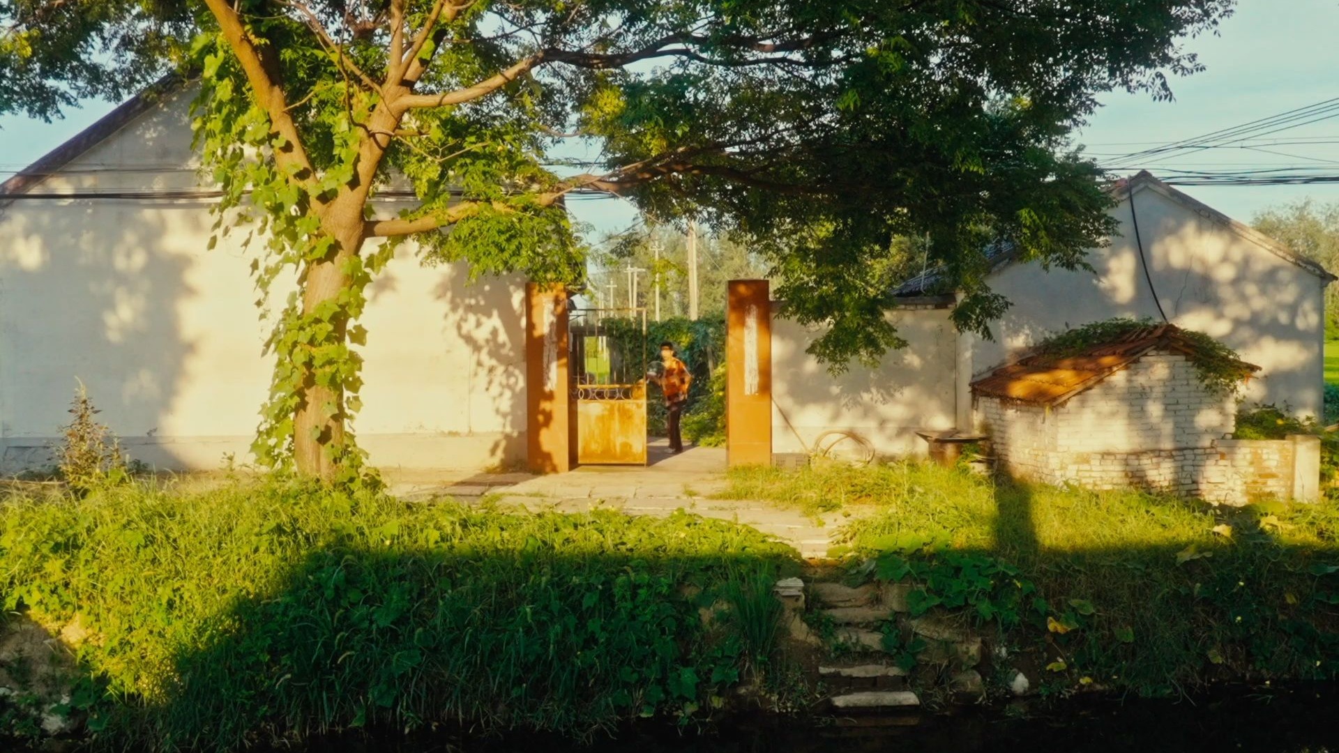 夏日风物的温柔问候｜绿荫 蝉鸣 与光影