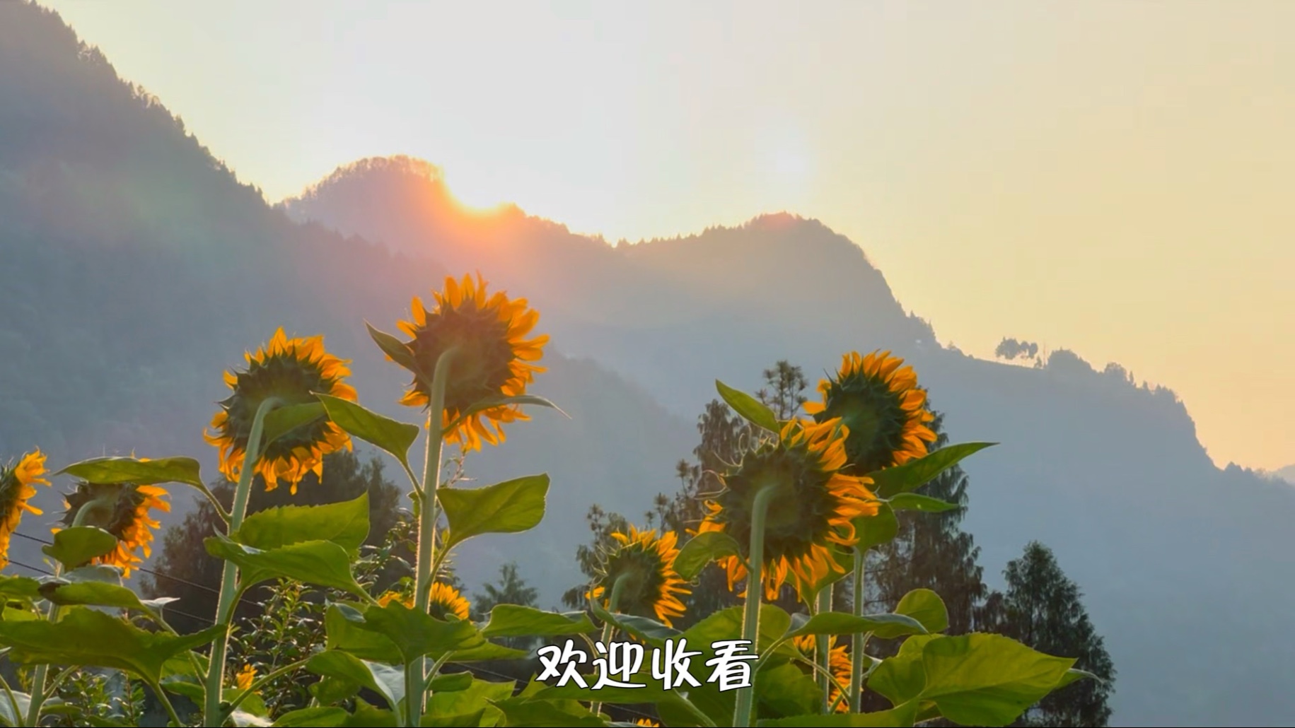 今天认识了新菌子，也对旧菌子有了全新的认识