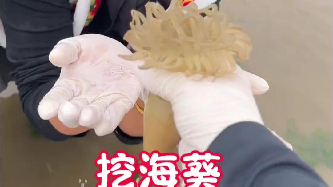 住在海岛，靠海吃海，看看我们今天赶到了什么海鲜，海葵炖酸菜能有