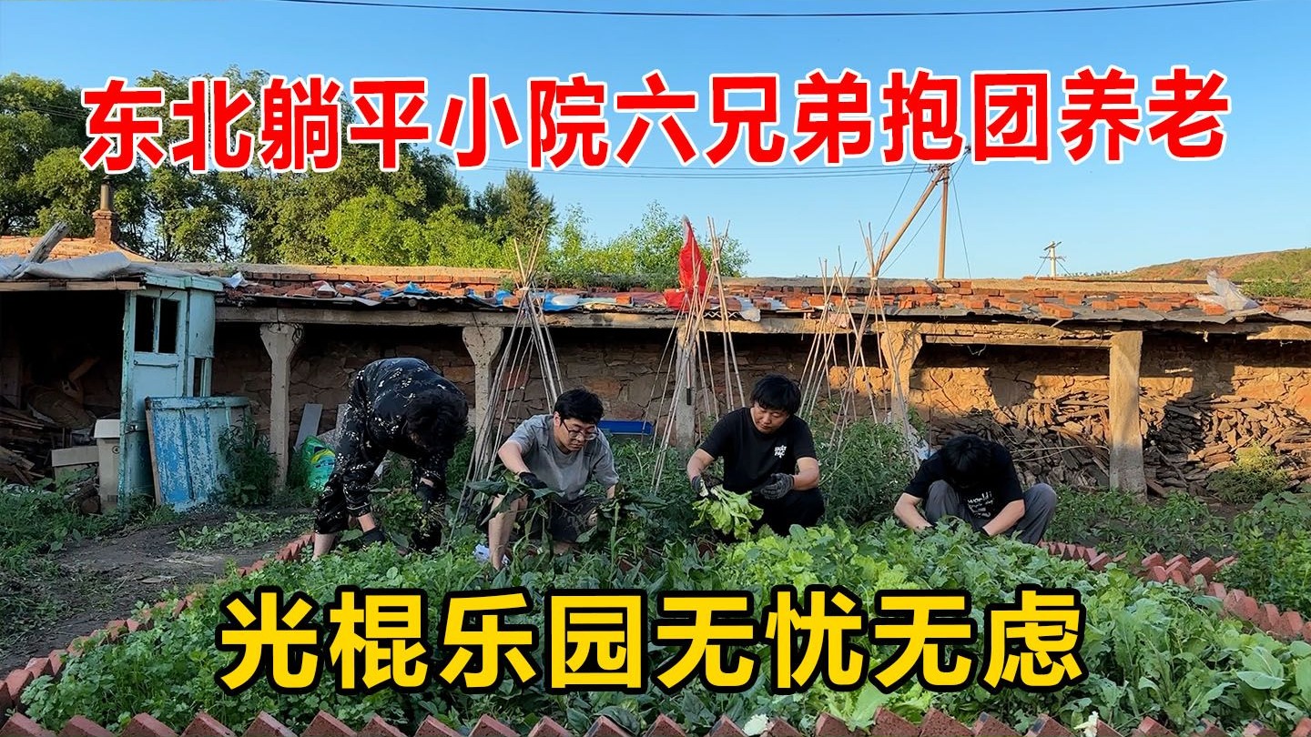光棍小院菜园大丰收，兄弟几人分收成吃海鲜喝小酒，温馨惬意的生