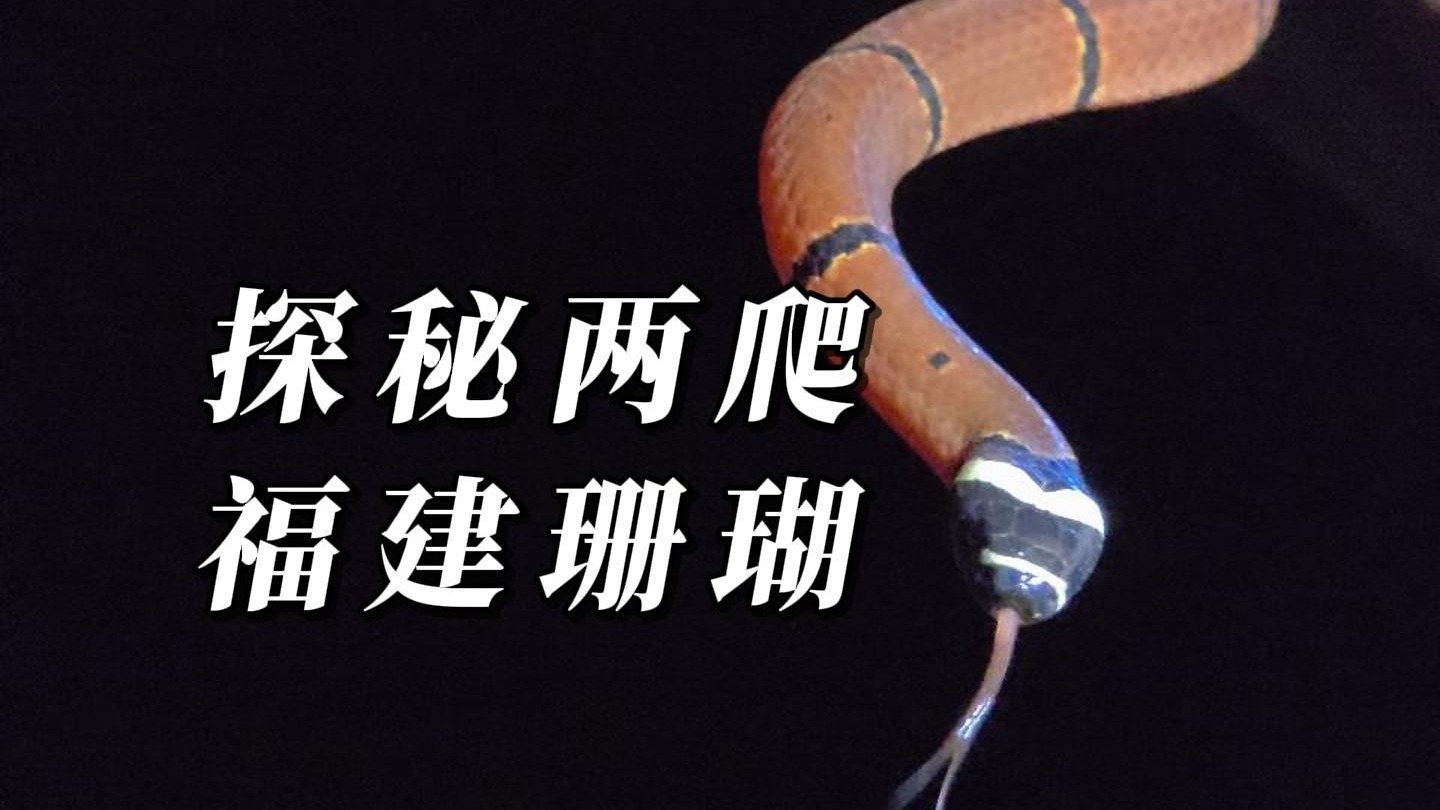 探秘两爬：两年才见一次的福建华珊瑚到底有多毒？