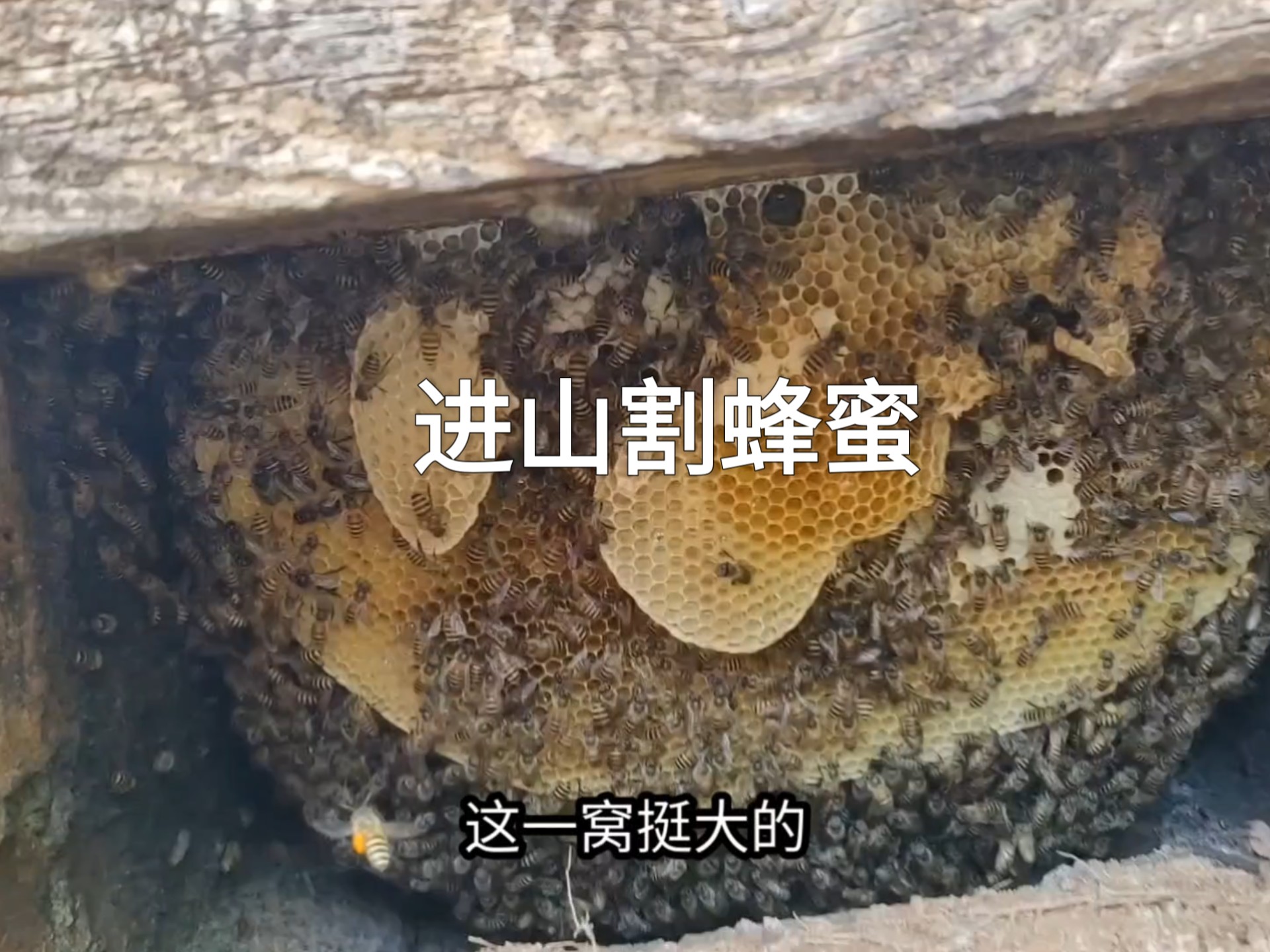 我的农村生活5，4月15~16日，进山割蜂蜜