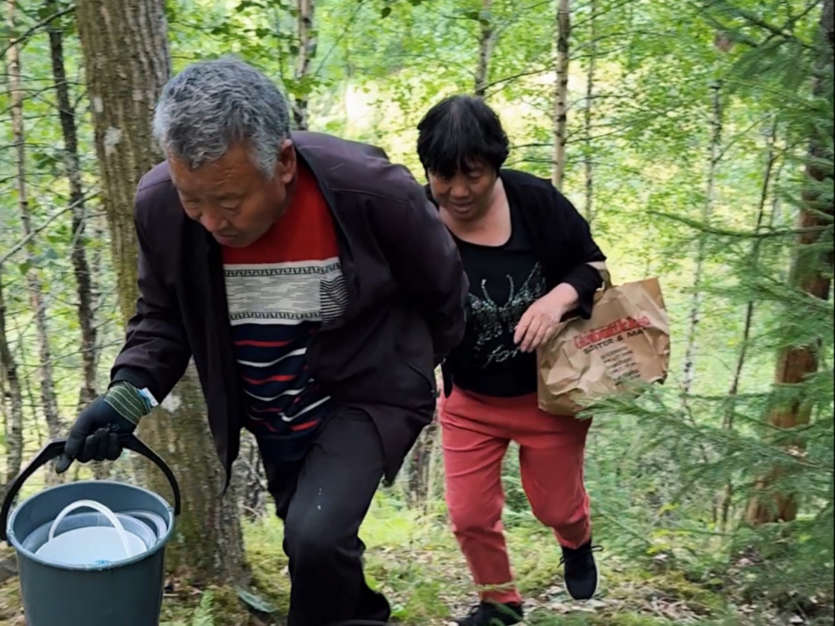 挪威今年夏天出奇的热和缺雨水，今天带爸妈去森林捡了干巴的鸡