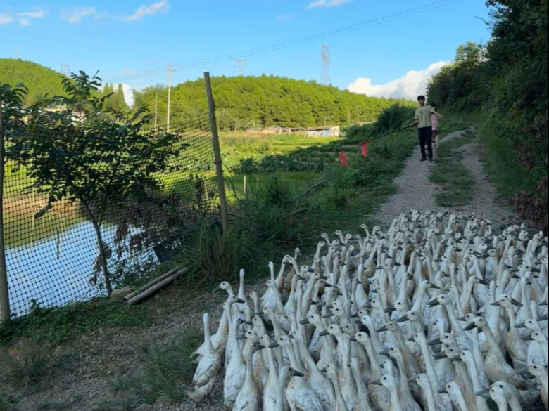 给鸭子搬个新家