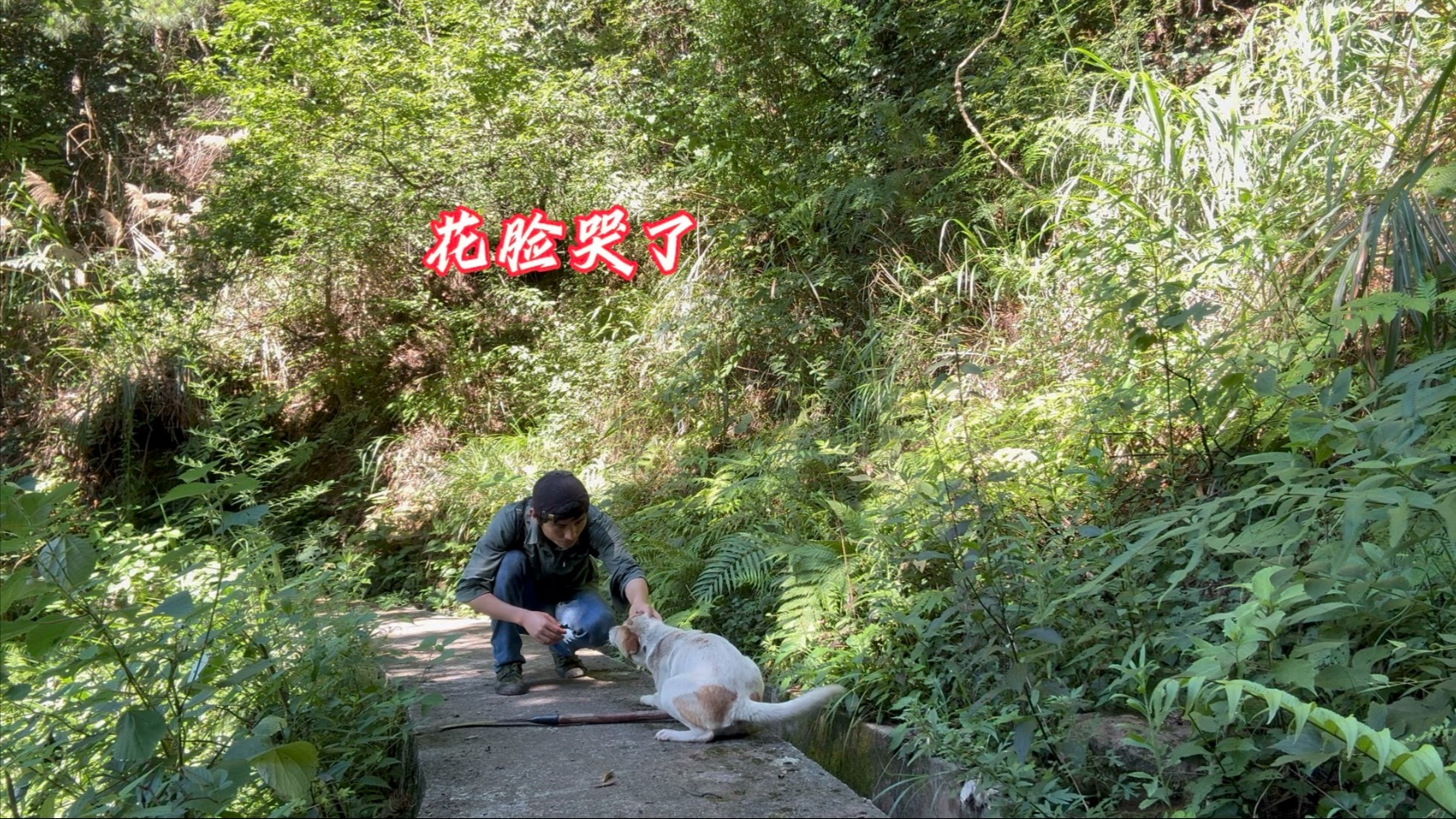 田园犬是重感情的，许久未见，花脸激动得哭了
