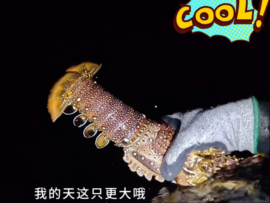 ok哥抓到超大花斑龙虾，一网兜装不下，太厉害了吧