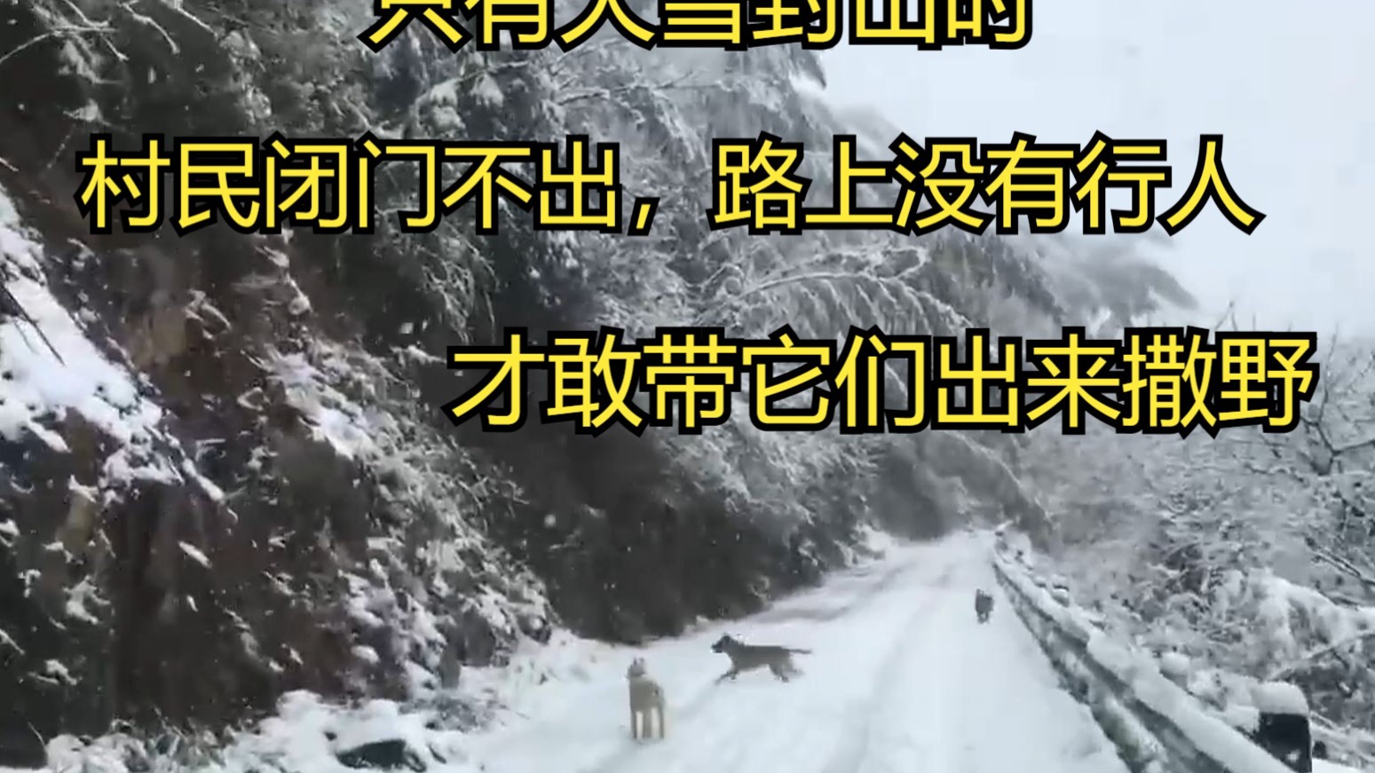 五年了，这是第一次带狗子们集体出来玩，都开心的像匹野马