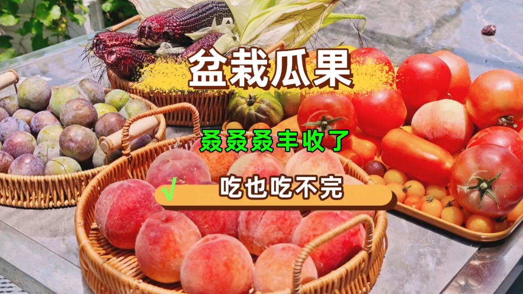 盆栽瓜果蔬菜又爆盆了，跟我一起来体验丰收的乐趣和生活的美好
