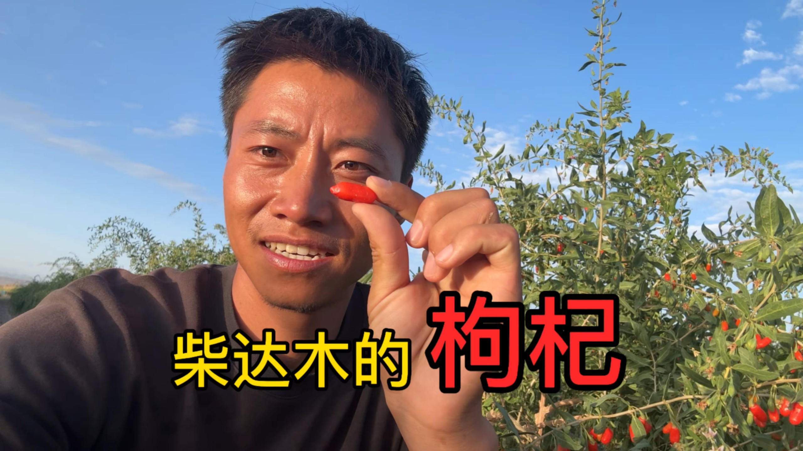 柴达木枸杞 遥远的向日葵地 数不清的红柳 马海的惊喜不止如