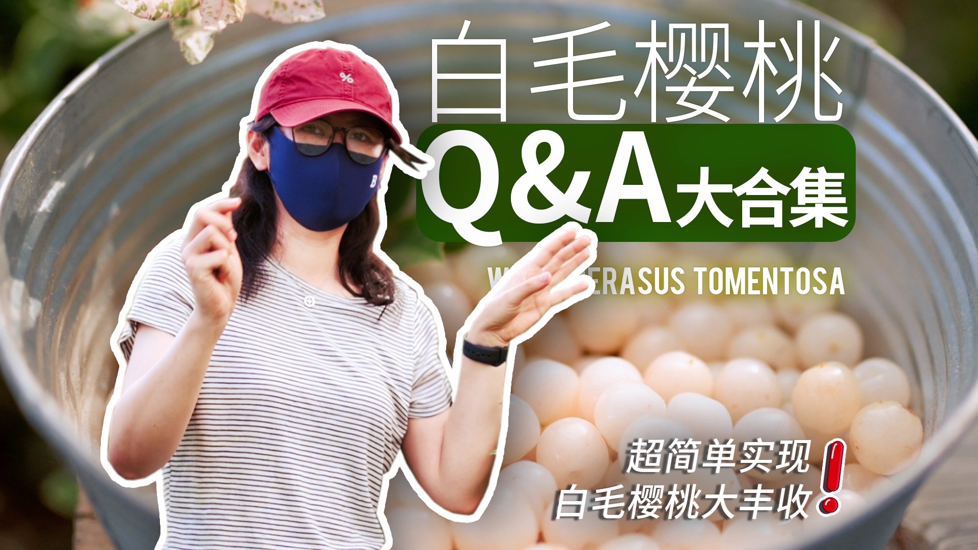 手把手教你种“白露珠”！白色毛樱桃Q&A大合集