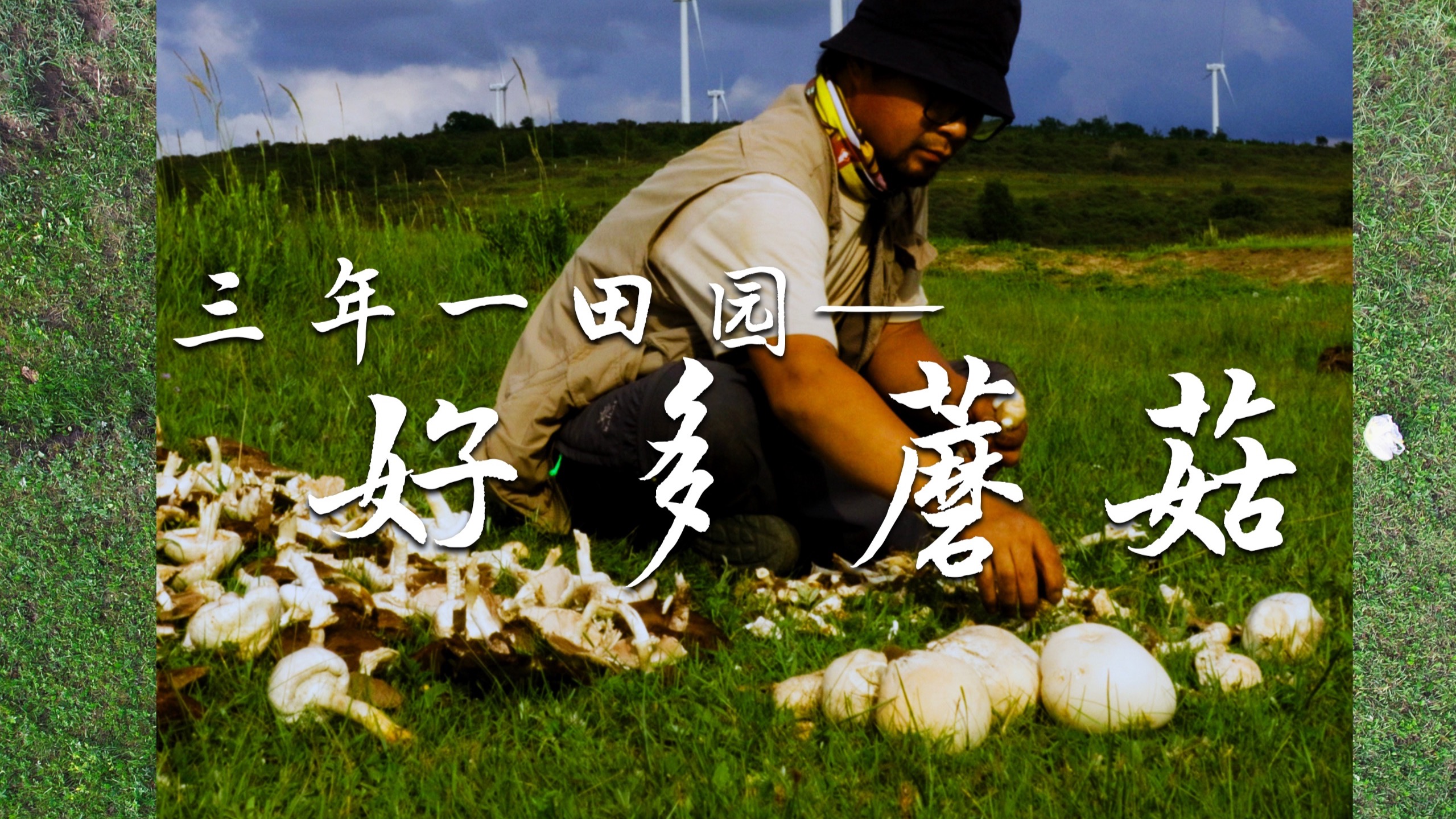 张北草原天路要出蘑菇了，第三种蘑菇你知道叫啥么