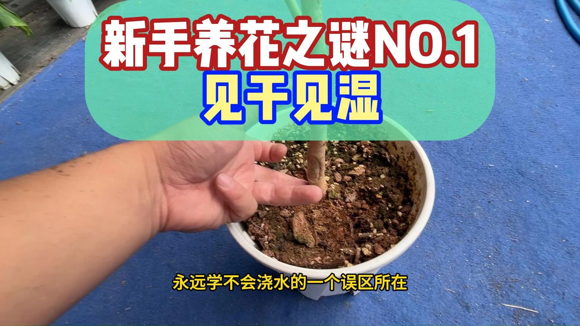 养花浇水之谜-见干见湿