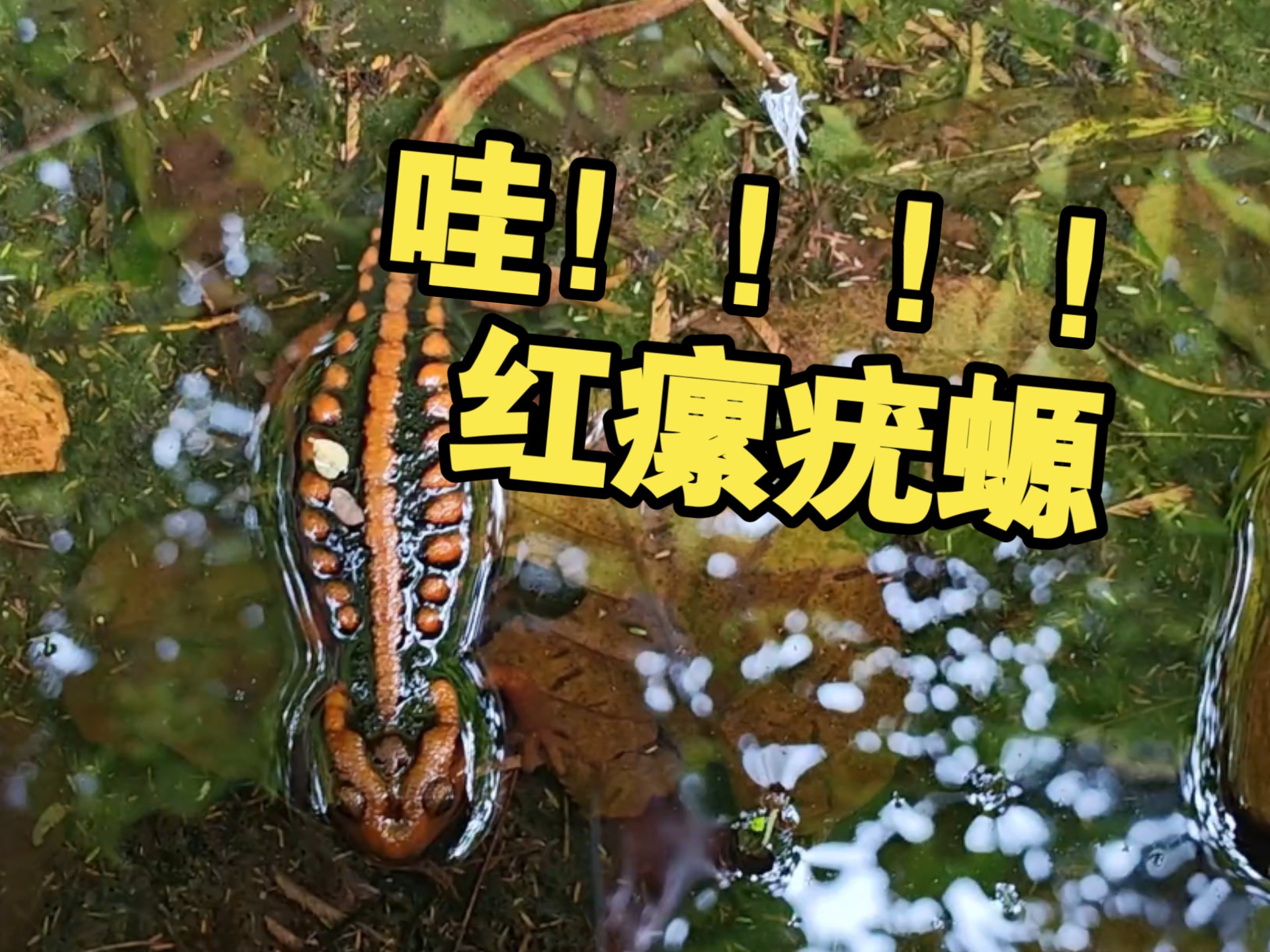 我在保山这边寻找神奇小动物的一天