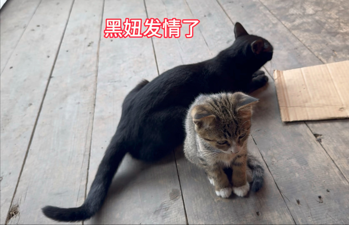 黑妞再次发情，失踪了三个月的咪咪，还能回家吗