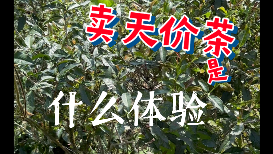 卖天价茶是什么体验