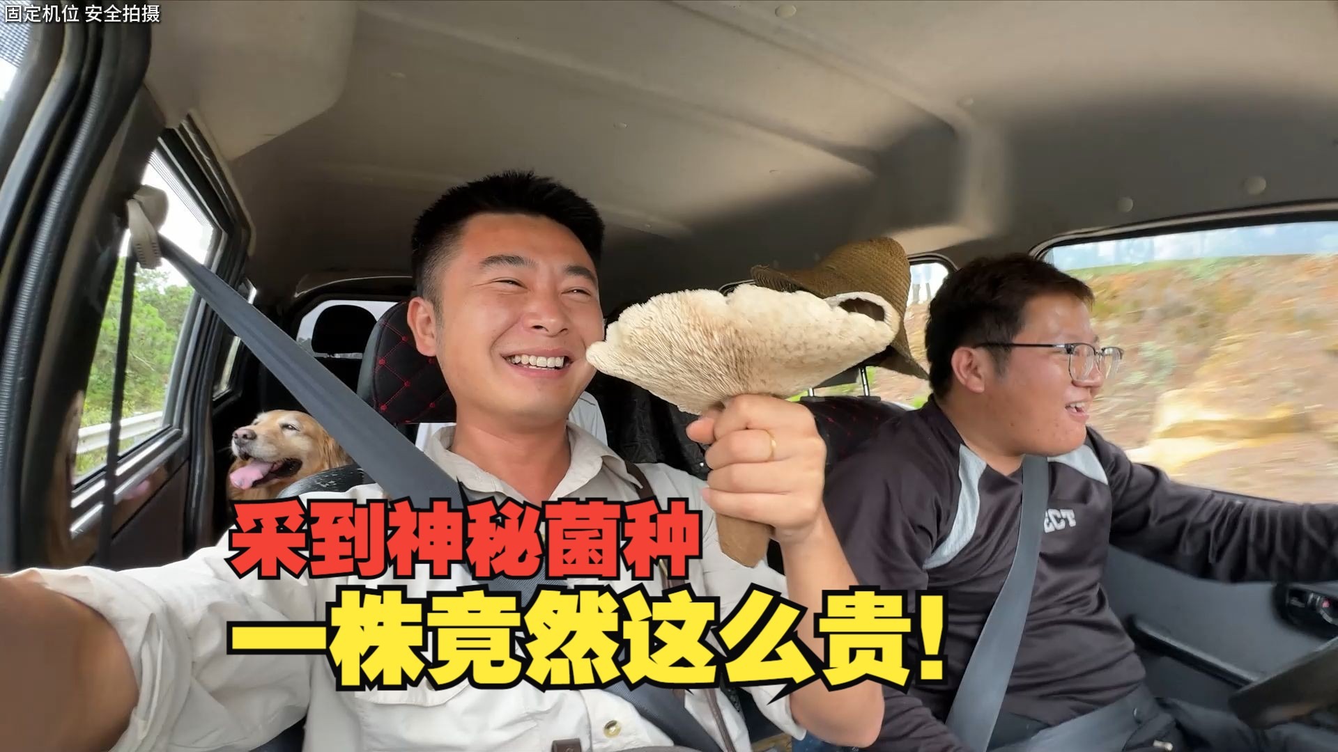 云南采菌季，外地游客采到一朵鸡枞，你们知道含金量多高吗？