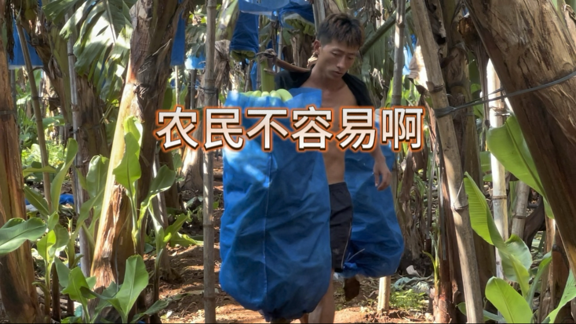 农民辛苦种出来的香蕉才买四毛不到，而我们挑夫挑出来的香蕉却