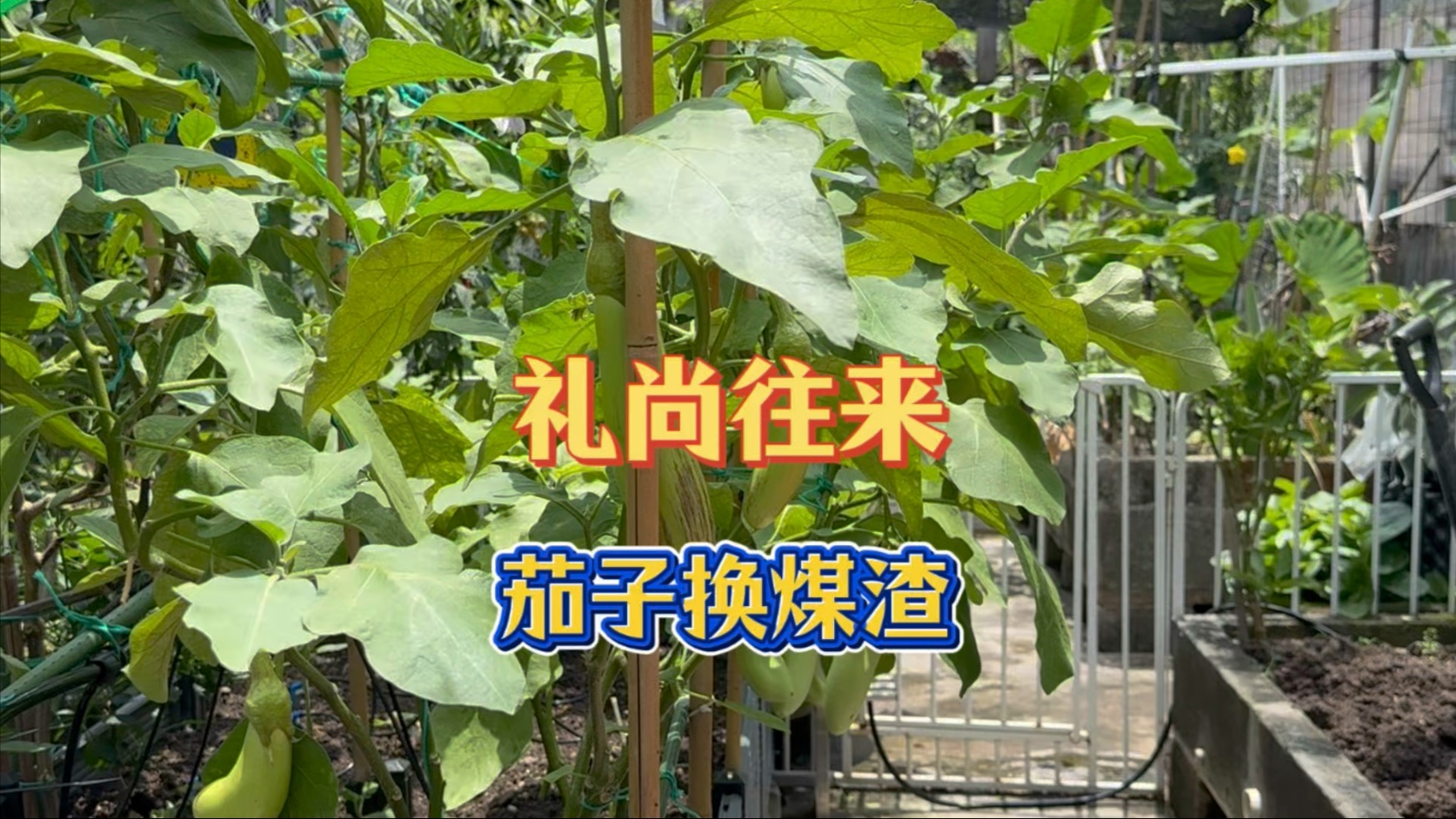 旧城区人情味十足，楼下店铺预留了煤渣给我，我也摘些茄子回个礼