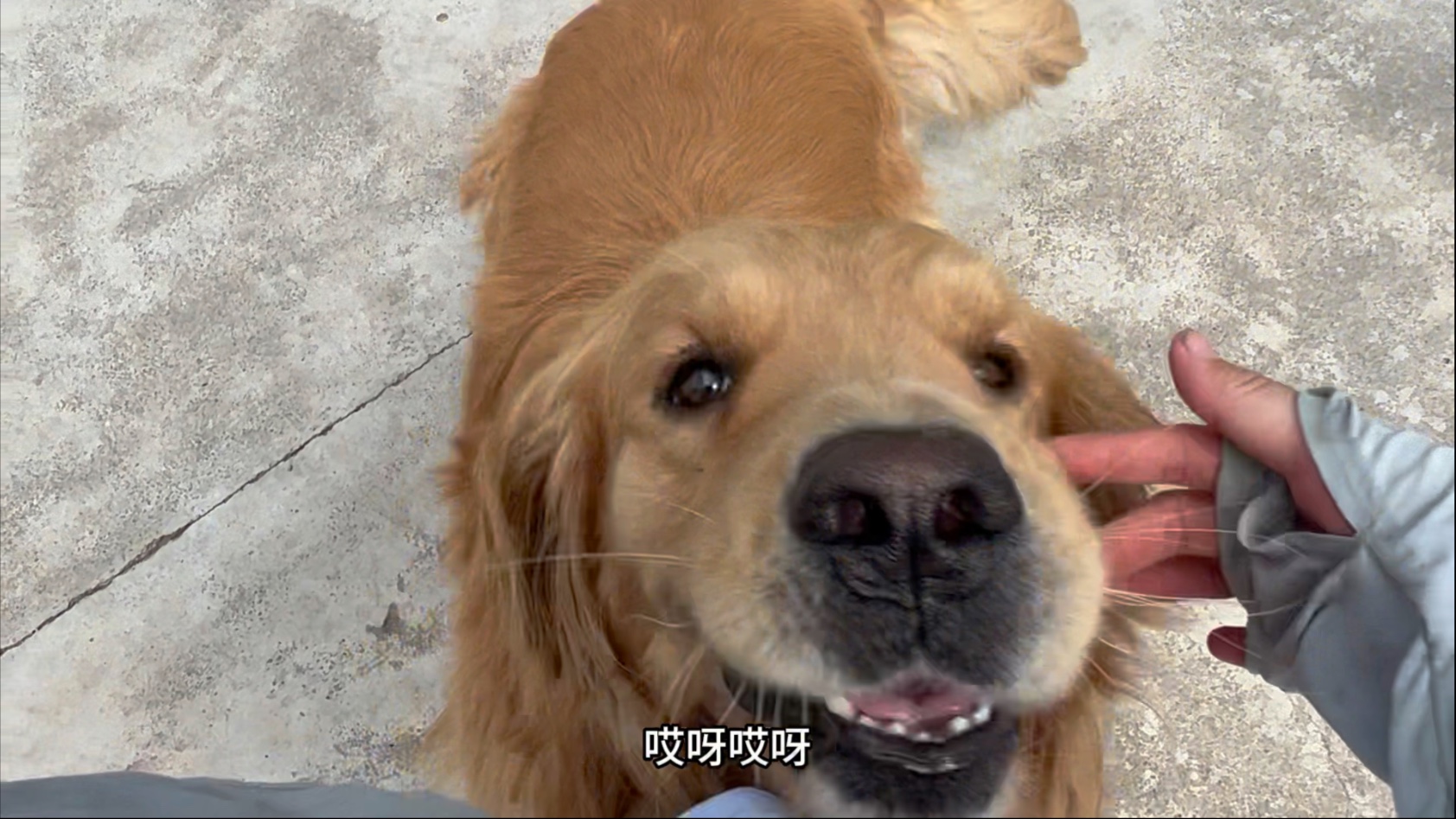 今天太热了，就不带团团上街了。