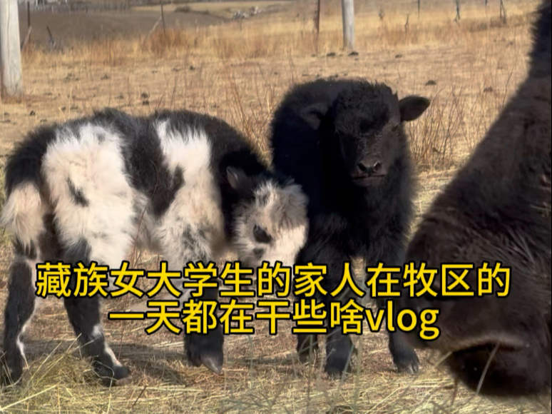 又到了万物复苏的季节 我们家也迎来了新的成员—小牛犊