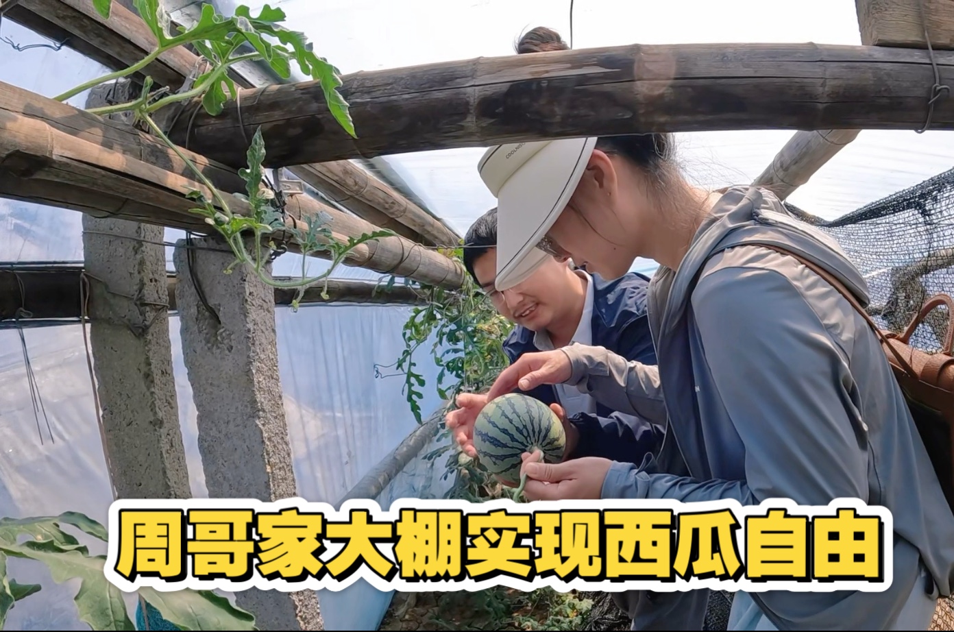 在周哥家瓜棚实现“自助”，吃爽了，他朋友说出不建议他出国原因