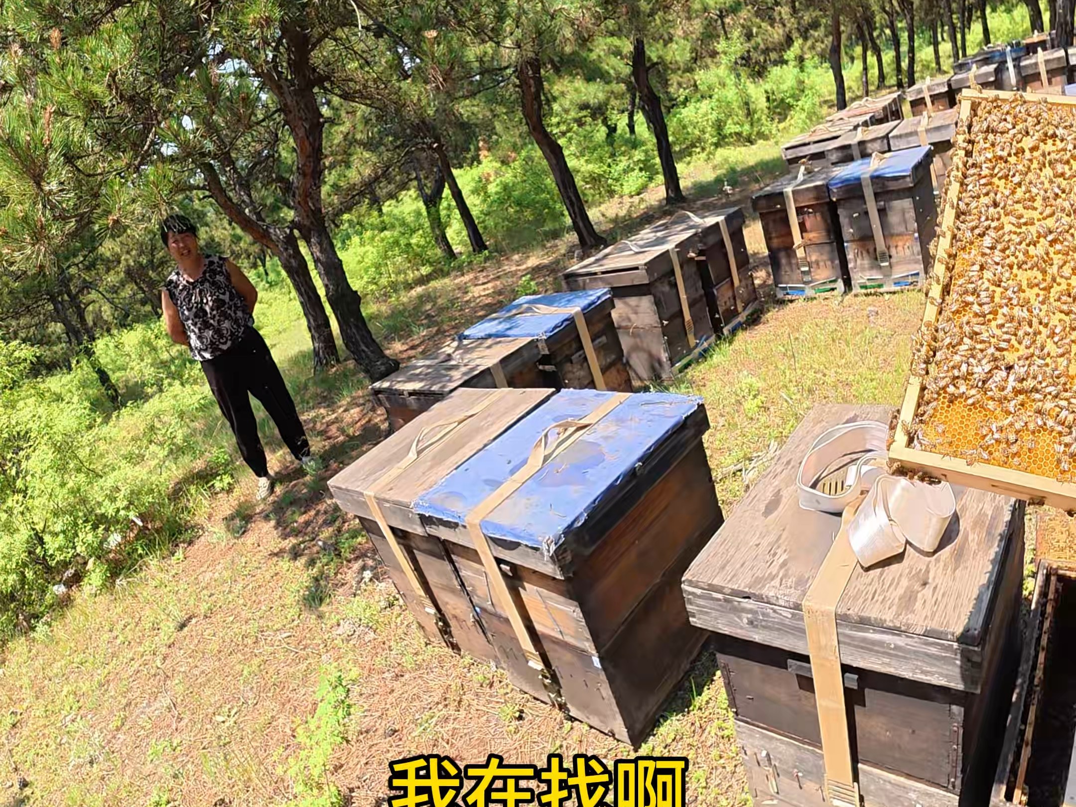 我第一次参观中国的人工蜂巢时，真是紧张又刺激！就发生在中国的