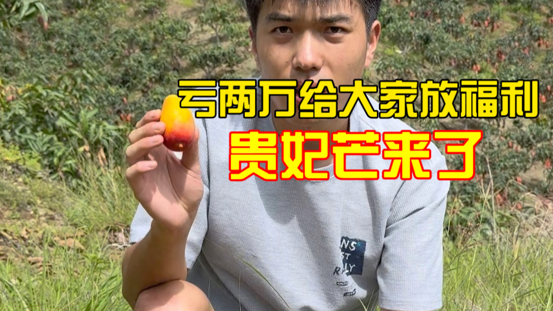 贵妃芒来了，亏两万给大家做福利