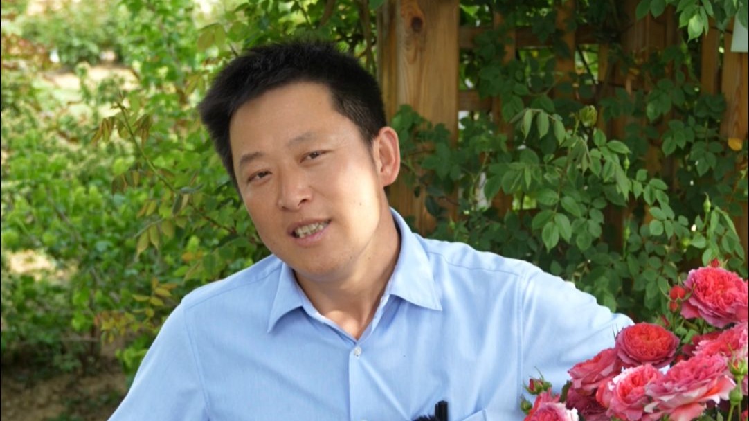 【天狼月季】转基因取代杂交授粉？育种为啥不玩高科技