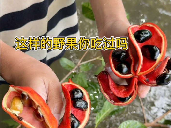 夏天的快乐是抓螃蟹，摘野果