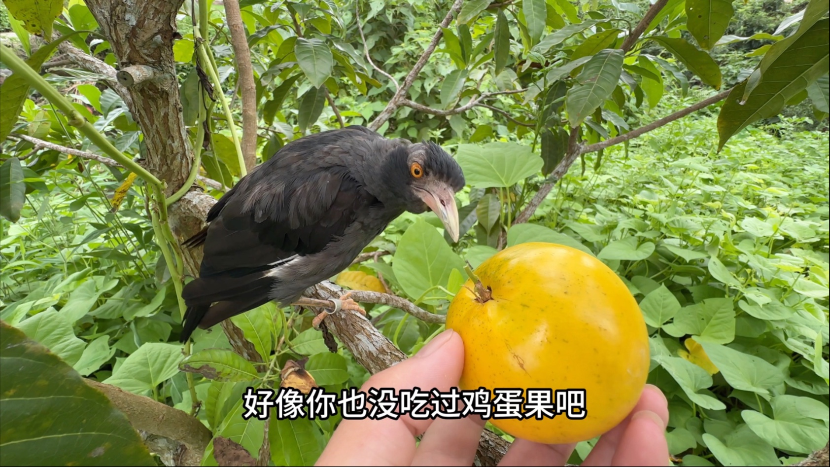 门口的水果熟了摘个尝尝