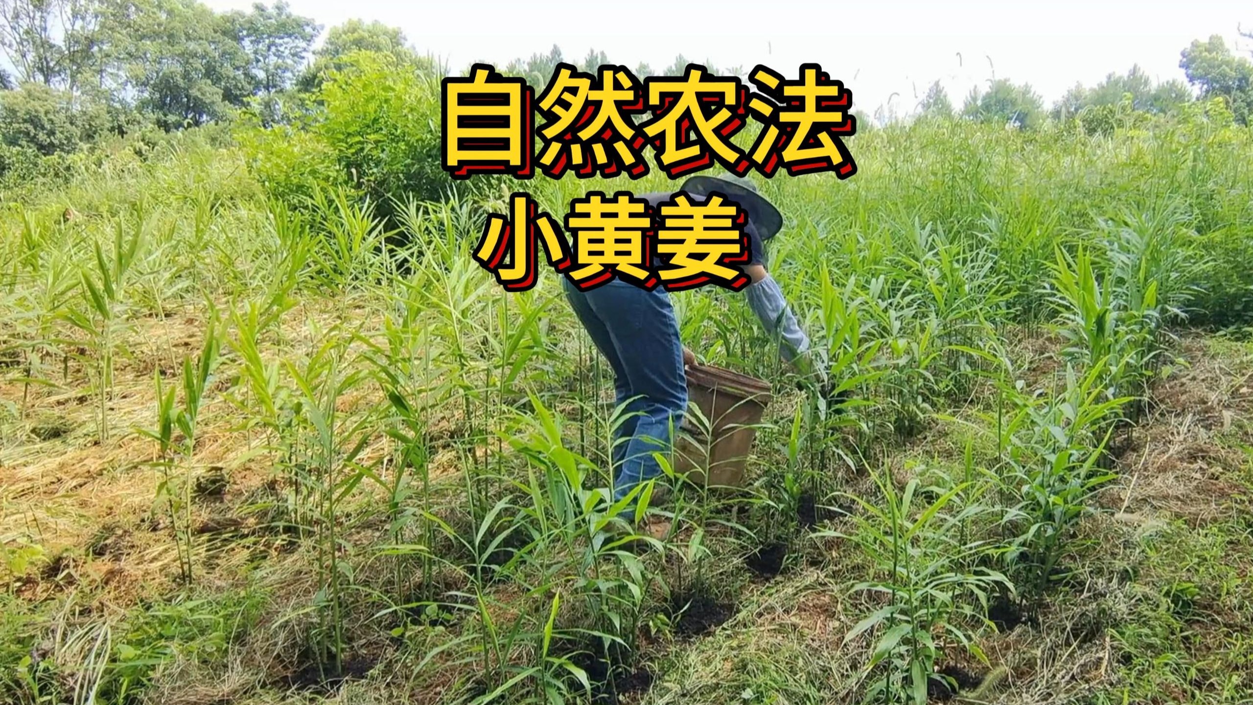 自然农法，种植小黄姜